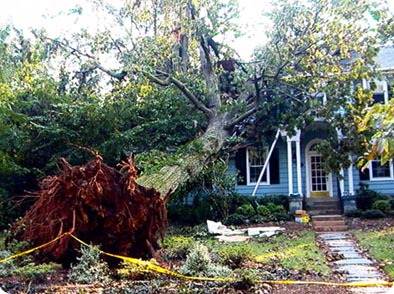 tree inspections